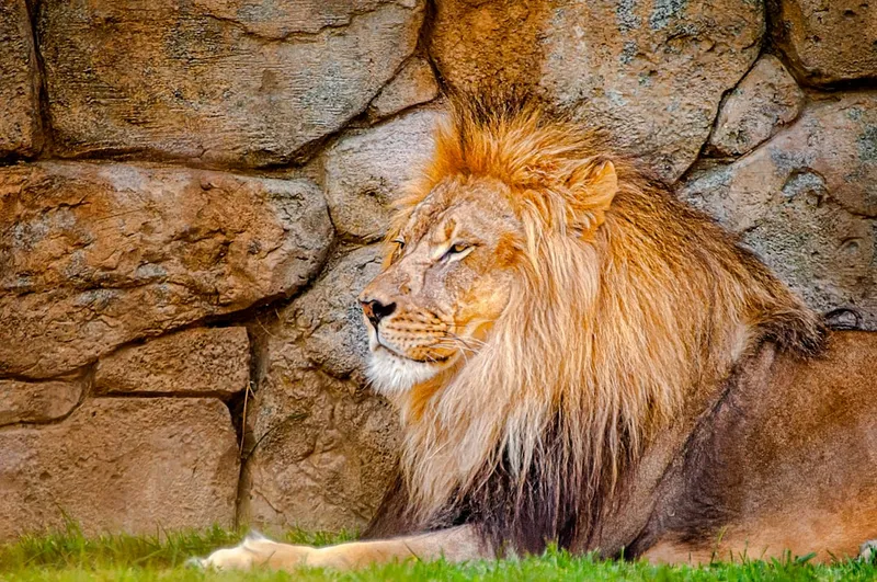 Lion Majestic