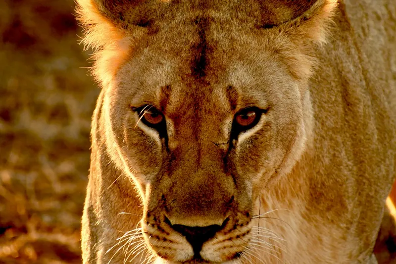 brown lion in close up photography