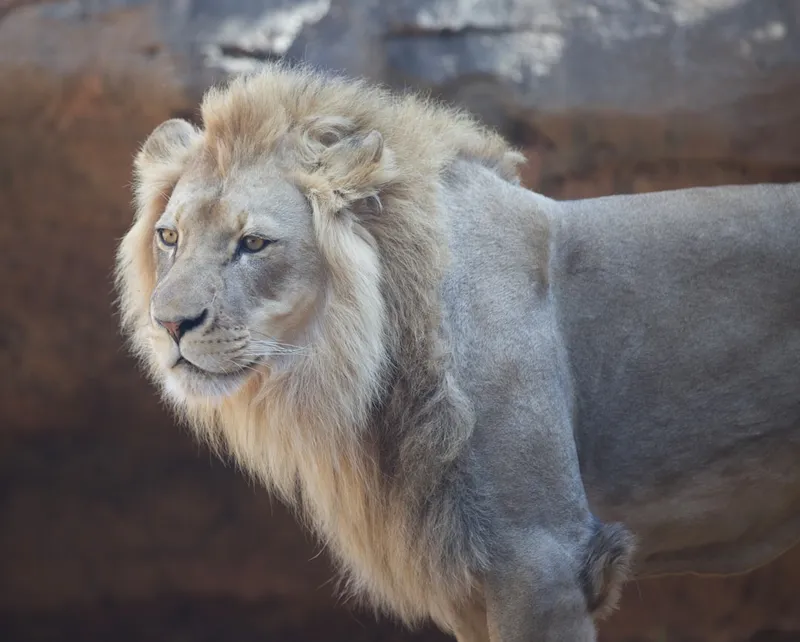 a close up of a lion near a rock wall